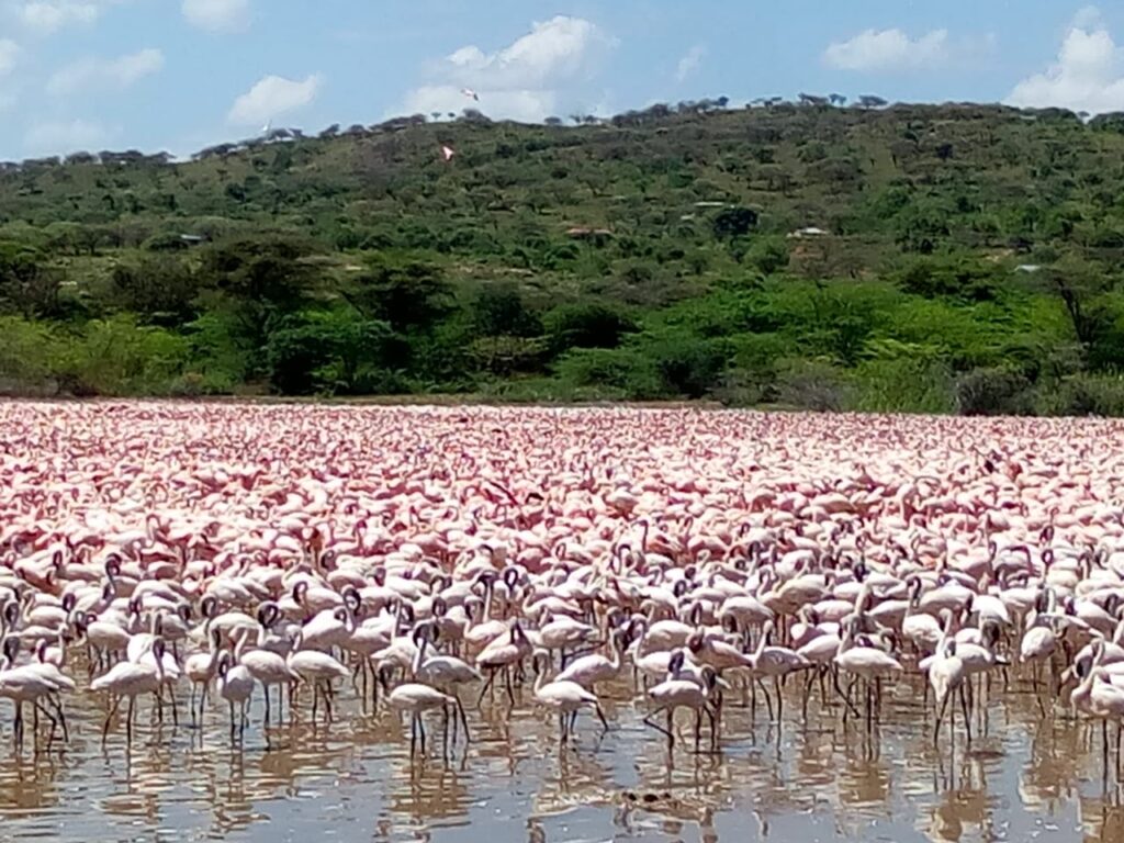 6 Days Masai Mara And The Lakes Camping Safaris