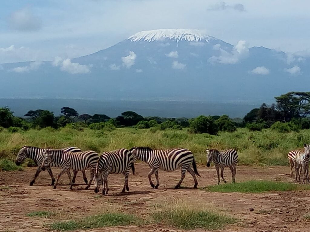 7 Days Masai Mara/ Nakuru - Amboseli Camping Safaris