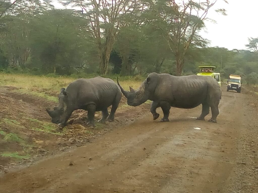 4 Days Masai Mara/ Lake Nakuru Camping Safaris