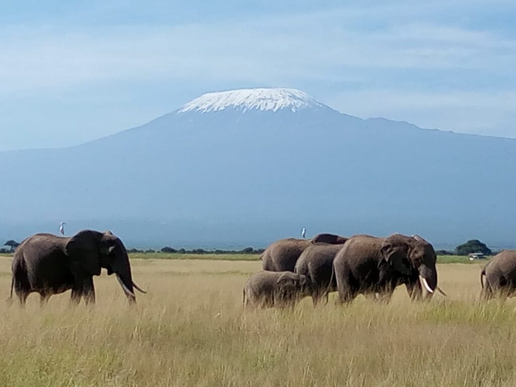 6 Days Masai Mara - Lake Nakuru - Amboseli