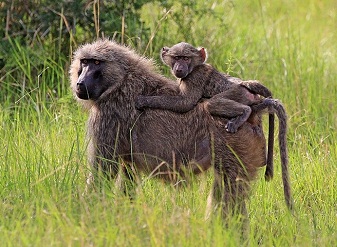 Gorilla Safaris - Bwindi Trek Safaris