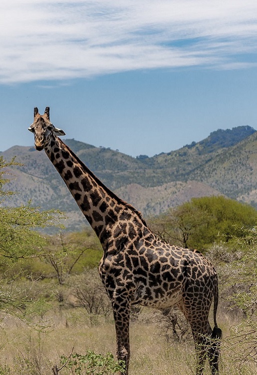 6 Days Lake Manyara / Ngongoro / Serengeti / Tangire Lodge Safaris