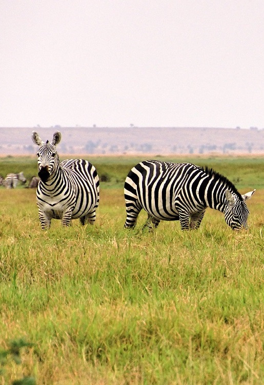 7 Days Lake Manyara / Ngongoro / Serengeti Lodge Safaris