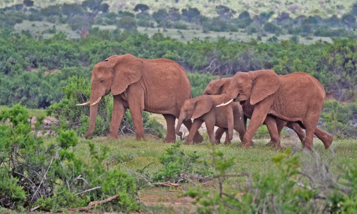 11 Days Maasai Mara / Lake Nakuru/Amboseli / Arusha / Lake Manyara / Serengeti / Ngorongoro