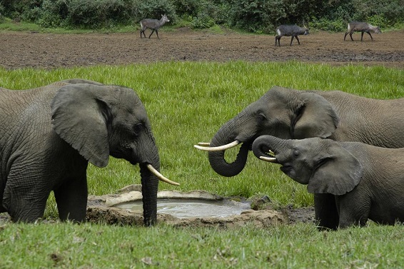 7 Days Lake Manyara/ Ngongoro/ Serengeti Camping Safaris