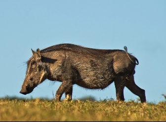 5 Days Lake Manyara / Ngongoro / Serengeti Camping Safaris