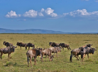 4 Days Lake Manyara / Ngongoro / Tangire Camping Safaris