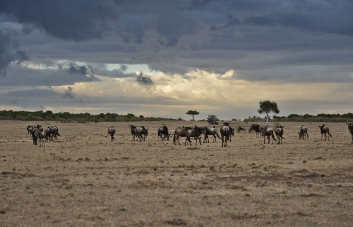 4 Days Lake Manyara / Ngongoro / Tangire Lodge Safaris